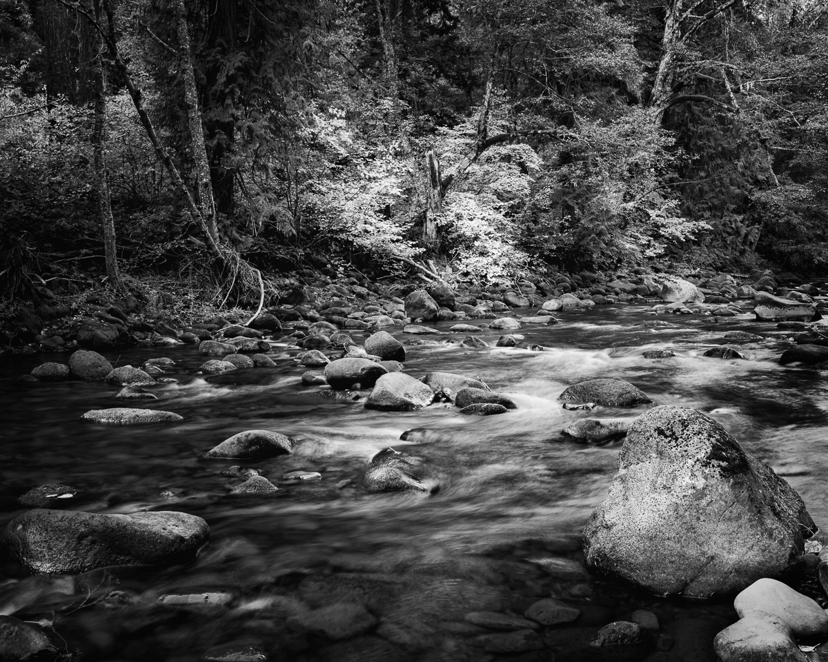 This black and white fine art photograph captures the serene flow of Trout Lake Creek in Washington State on an autumn morning. An intimate Pacific Northwest landscape, it reflects the timeless beauty and calm of nature’s quiet moments.