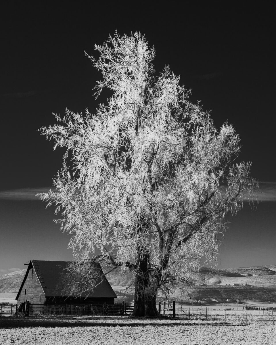 A black and white rural landscape photograph of an old barn and tree after a winter snow near Ellensburg, Washington.