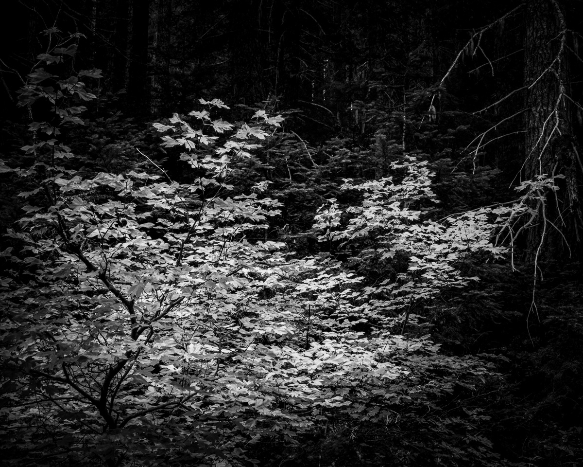 Amid the dense autumn embrace of the Gifford Pinchot National Forest, a fleeting beam of light reveals vine maple leaves, capturing a quiet moment of serenity. This image celebrates fall's fleeting beauty and tranquil stillness in the Pacific Northwest, reminding us of the urgency to appreciate the transient beauty of nature.