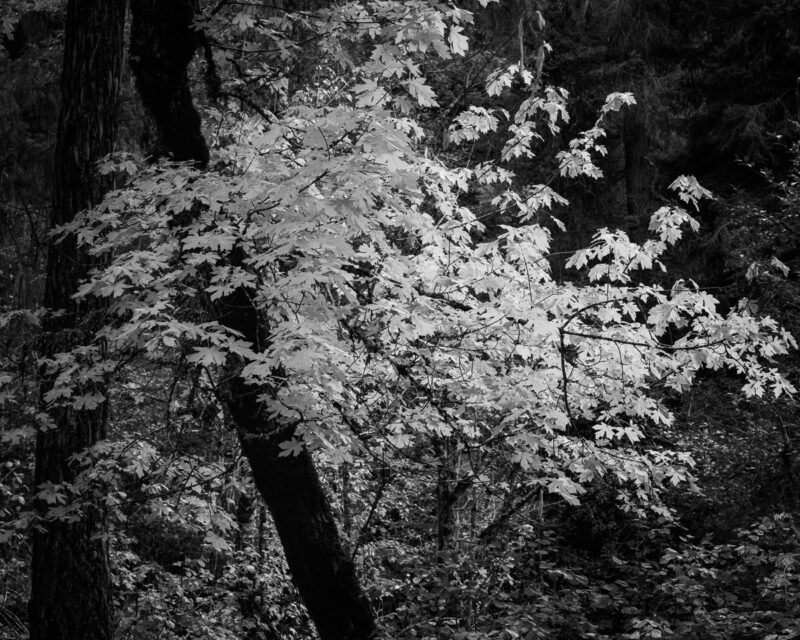 The delicate branches of this vine maple seem to float, catching the fading light as if holding on to autumn's last embrace. There's a softness here that speaks of change and the quiet beauty found in transition. It reminds me that nature, like life, is most profound in its fleeting moments.