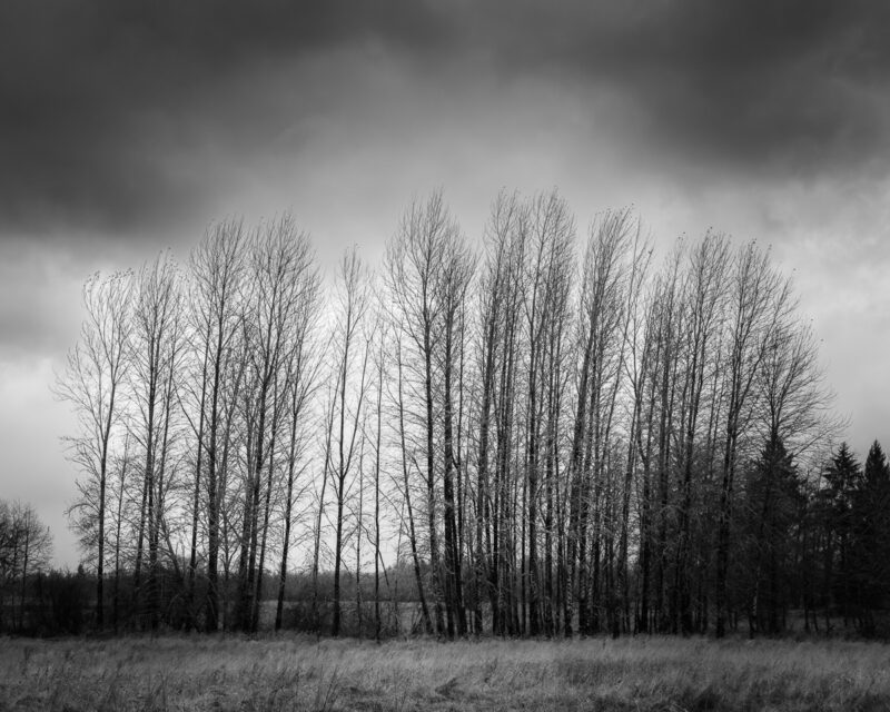 A quiet grove of leafless trees stands tall against a moody sky, revealing the resilience and solitude inherent in late autumn. This scene invites a moment of reflection, where the starkness of nature's stillness intertwines with the passage of time. The monochrome palette enhances the contemplative atmosphere, making it a thoughtful addition to any space, perfect for those who appreciate tranquility and mindfulness in their surroundings.