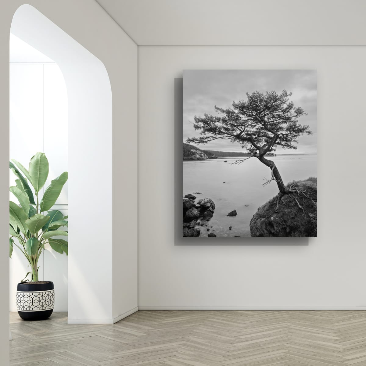 Pictured // Tree, Rosario Head, Deception Pass State Park, Washington