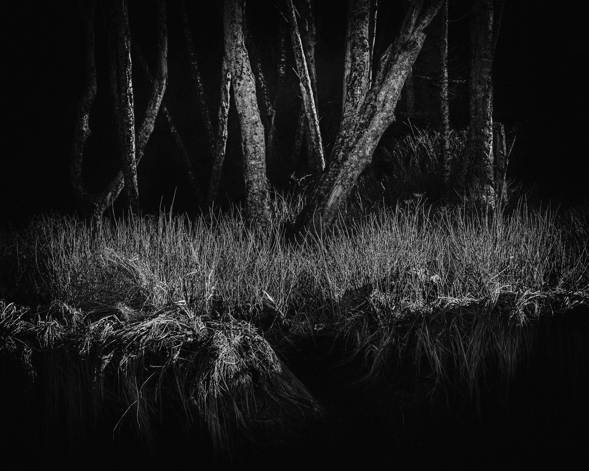 Amidst the meeting of forest and beach at Rialto Beach, Washington, this black-and-white photograph presents a mysterious interplay of daylight and dark shadows. The trees stand as silent guardians, etched against the forest's depths, inviting contemplation and serenity.