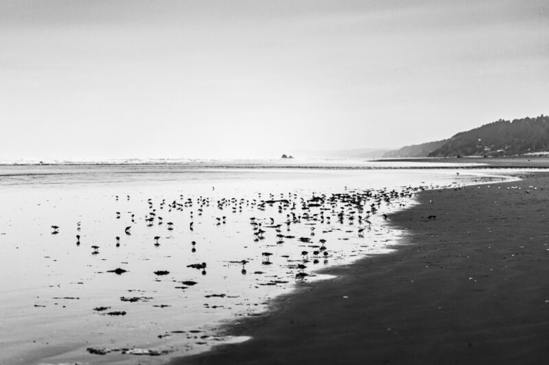 This black-and-white landscape photograph invites you to witness the serene dance of shorebirds along the tranquil coastline of Copalis Beach, Washington, during a late winter evening. The gentle ebb and flow of the ocean mirrors the delicate movements of these birds, creating a moment of stillness that resonates with mindfulness and reflection.