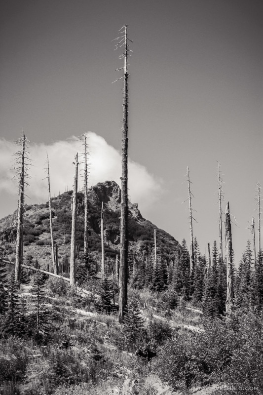 A black and white photograph of the Mount St. Helens blast zone (34 years after May 18, 1980) with Bismark Mountain (Skamania County, Washington) in the background.