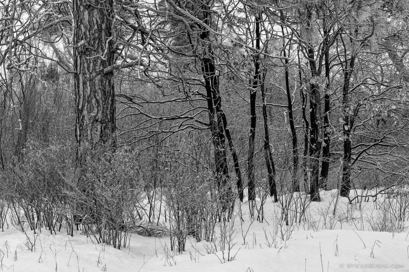 A stand of trees on a snowy December morning in Kittitas County, Washington.