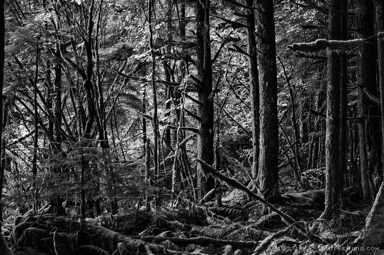 A look into the autumn forest, Mt Baker-Snoqualmie National Forest, King County, Washington.