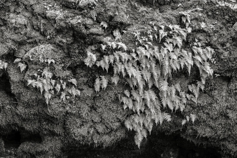 A black and white photograph of small ferns growing on a moss covered rock along the South Fork Chehalis River at Rainbow Falls State Park in rural Lewis County, Washington.