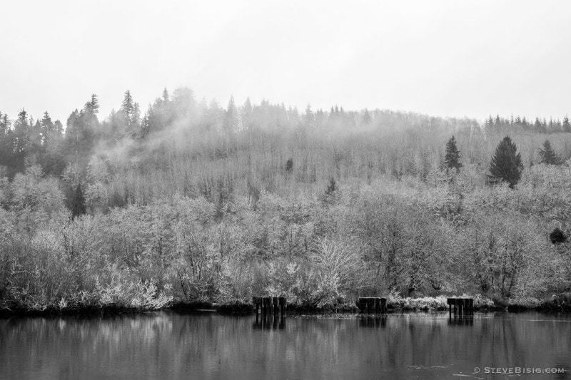 A black and white photograph of the forest along the Chehalis River near Montesano, Washington.