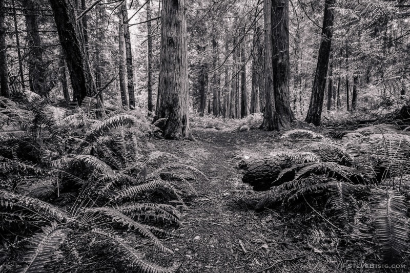 A black and white photograph of a forest trail at Fort Townsend State Park near Port Townsed, Washington.