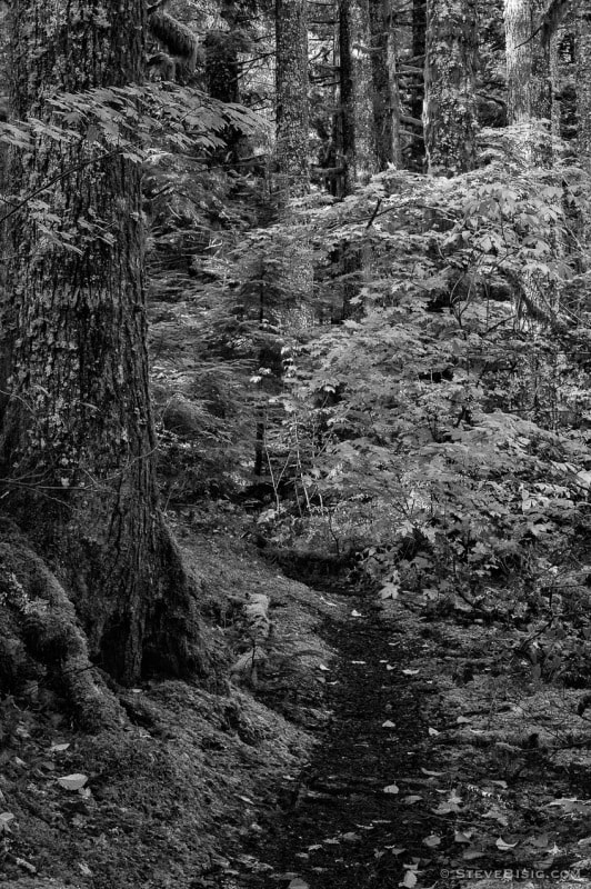 An unmarked trail into the forest. Mt Baker-Snoqualmie National Forest, Washington.