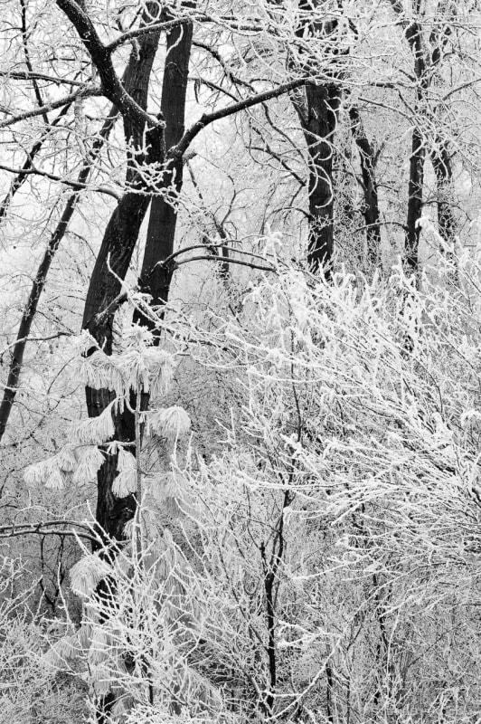 A black and white photograph of frost covered trees near the Yakima River in Kittitas County, Washington.