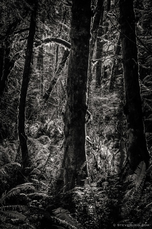 A black and white photograph of the lowland winter forest at Tiger Mountain State Forest near Issaquah, Washington.