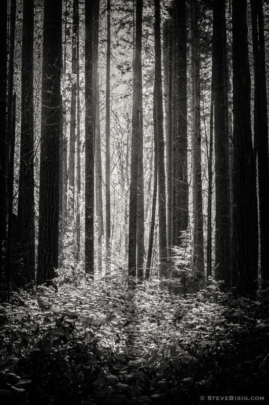 A black and white photograph of the lowland winter forest at Tiger Mountain State Forest near Issaquah, Washington.