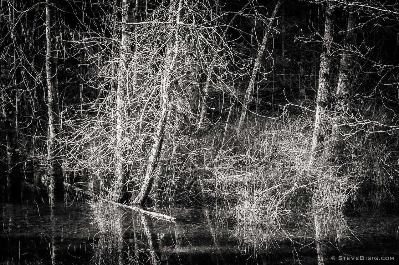 A black and white photograph of the lowland winter forest near Round Lake at Tiger Mountain State Forest near Issaquah, Washington.