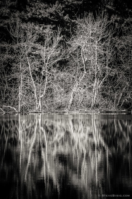 A black and white photograph of the lowland winter forest near Round Lake at Tiger Mountain State Forest near Issaquah, Washington.