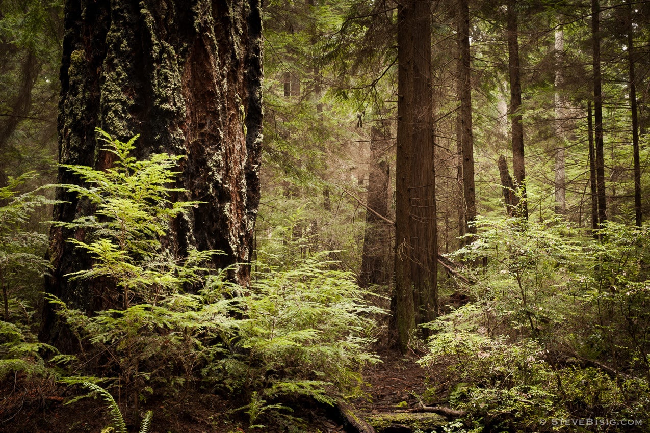 The Winter forest in Point Defiance Park, Tacoma, Washington.