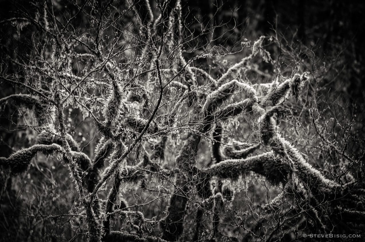 A black and white photograph of the lowland winter forest at Tiger Mountain State Forest near Issaquah, Washington.