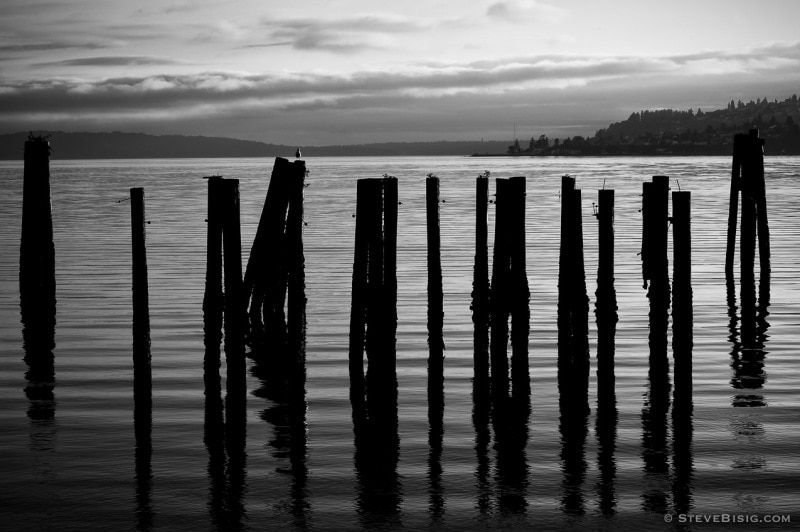 A black and white photograph of old dock pilings on Puget Sound along Ruston Way and Commencement Bay in Tacoma, Washington.