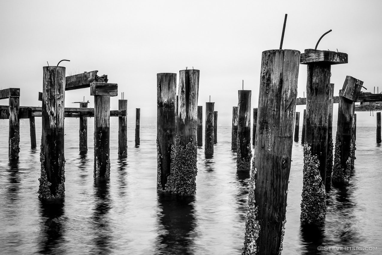 A black and white photograph of old pilings on the Puget Sound along Ruston Way in Tacoma, Washington.