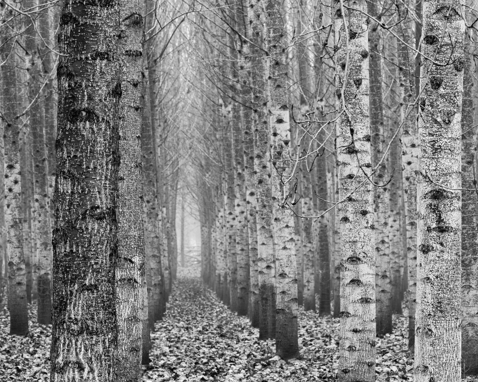 A black and white photograph of the Popular Tree Plantation along State Route 6 in Lewis County near Chehalis, Washington.