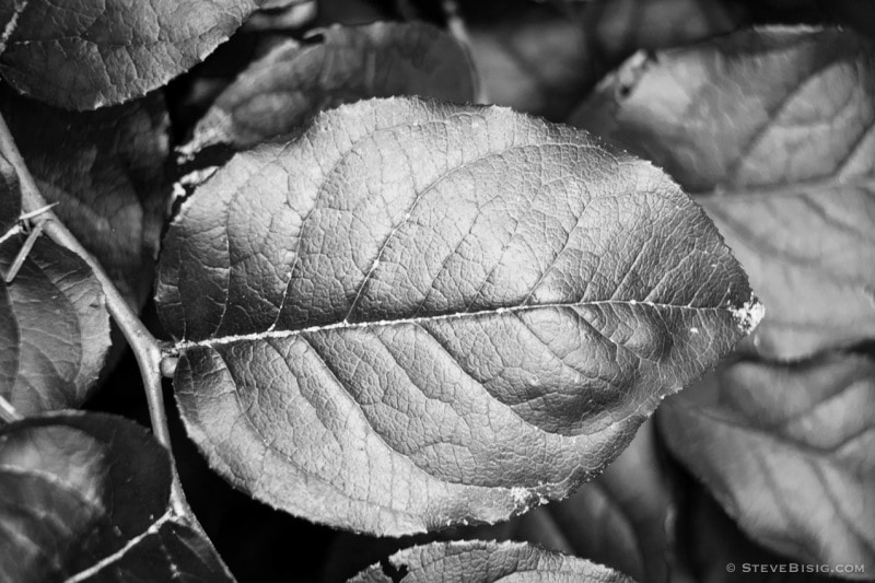 A black and white photograph of a Salal leaf (Gaultheria shallon) on a cloudy Spring morning while visiting Whidbey Island, Washington.