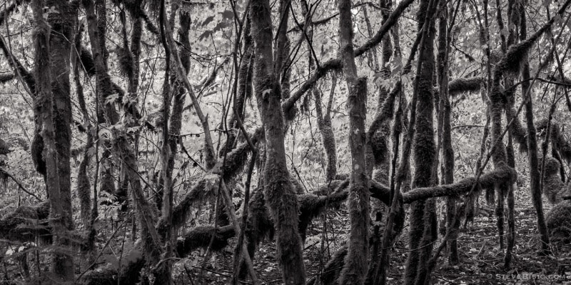 A black and white fine art nature photograph of a small grove of moss covered vine maple trees during autumn in the Federation Forest State Park, in King County, near Greenwater, Washington.