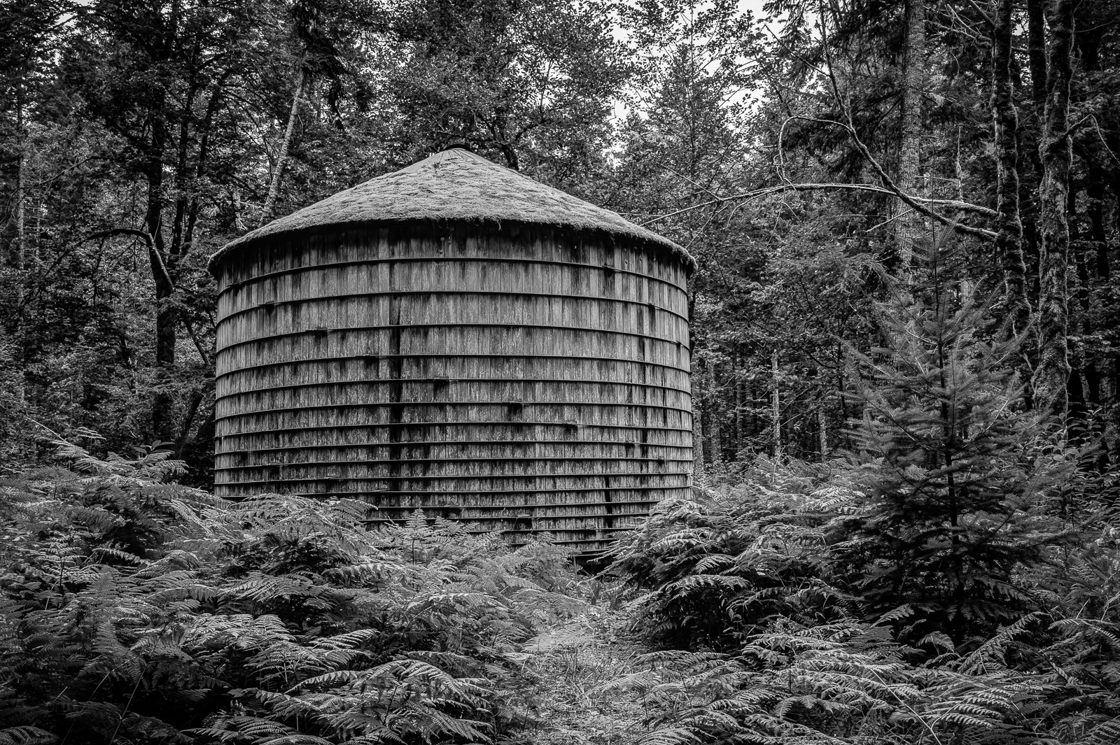 A black and white fine art photograph of a moss-covered, wooden water tank in the forest along Forest Road 2306 in the Gifford Pinchot National Forest in Washington state. 